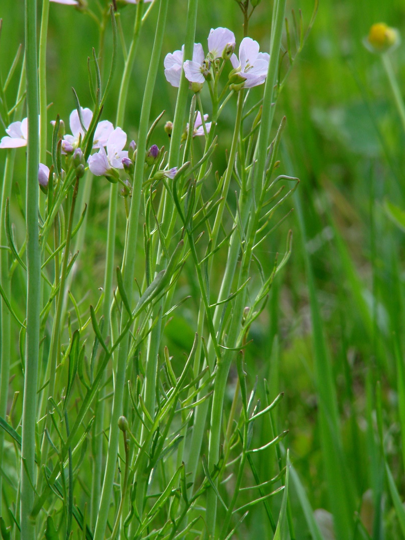 Изображение особи Cardamine pratensis.