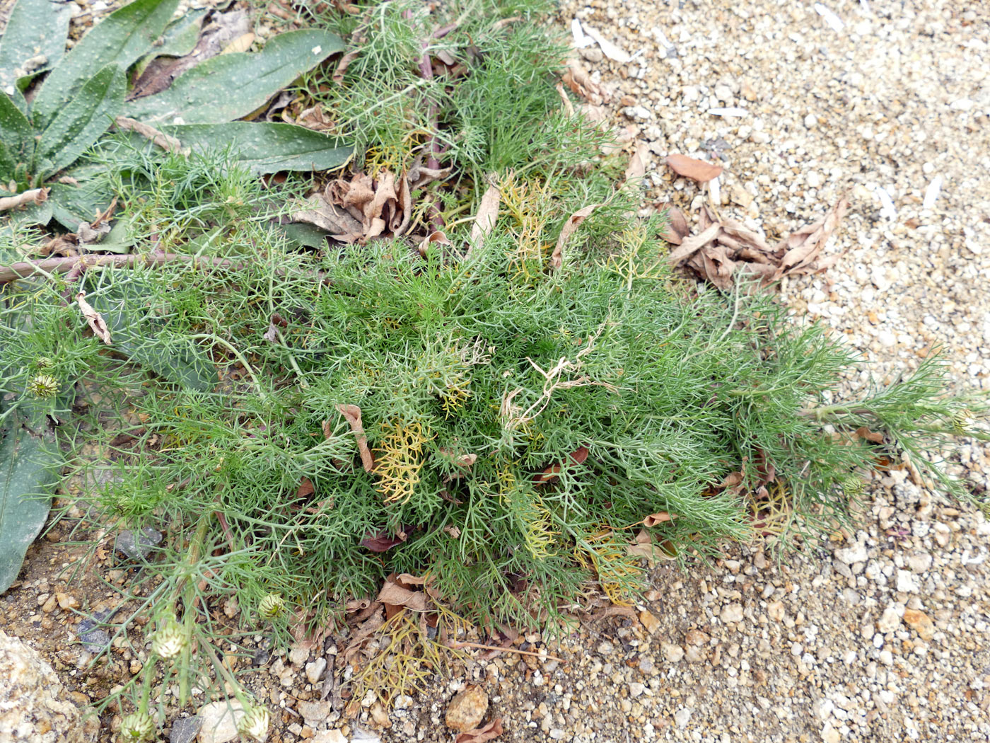 Image of Tripleurospermum inodorum specimen.
