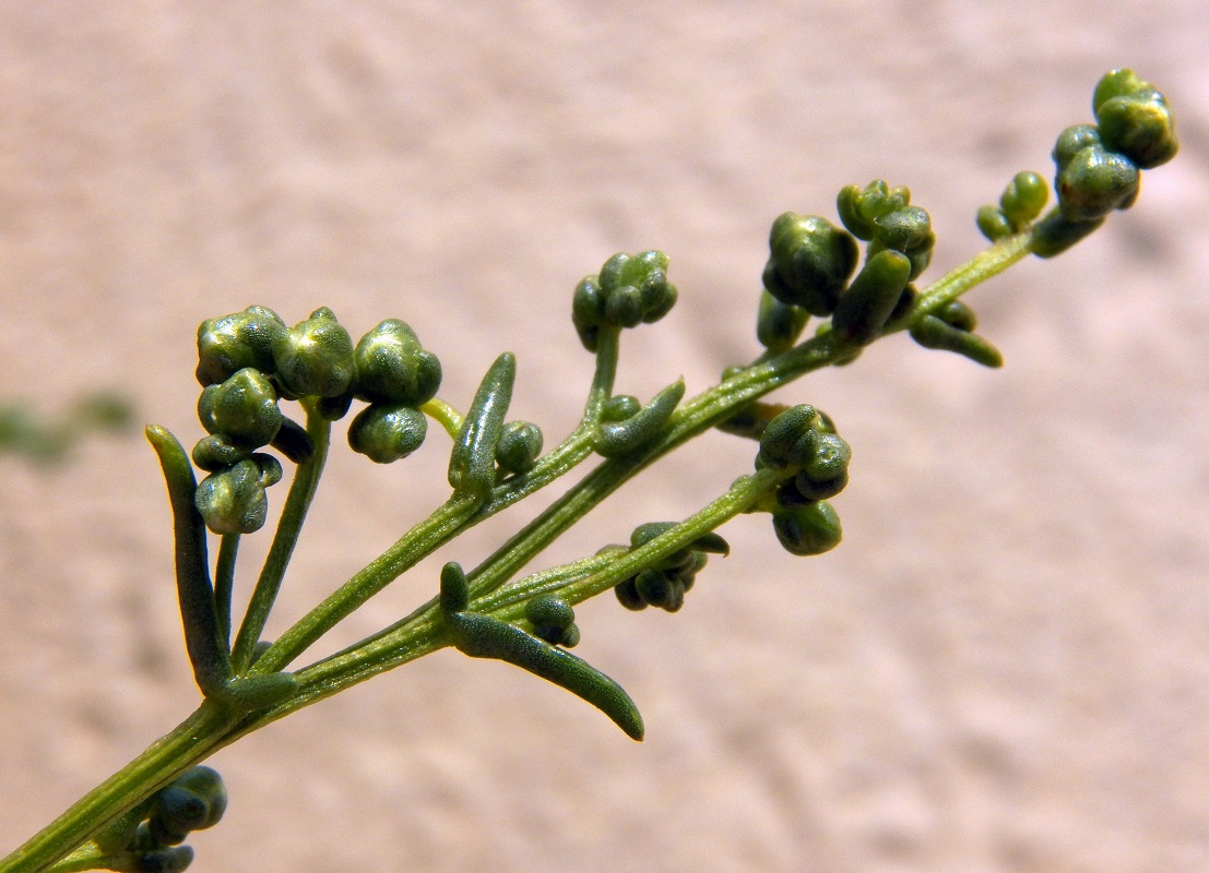 Изображение особи Artemisia campestris ssp. maritima.