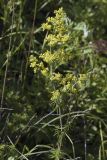 Galium verum. Верхняя часть цветущего растения. Сахалинская обл., Томаринский р-н, окр. г. Томари, открытая луговина у подножия сопки. 27.07.2017.