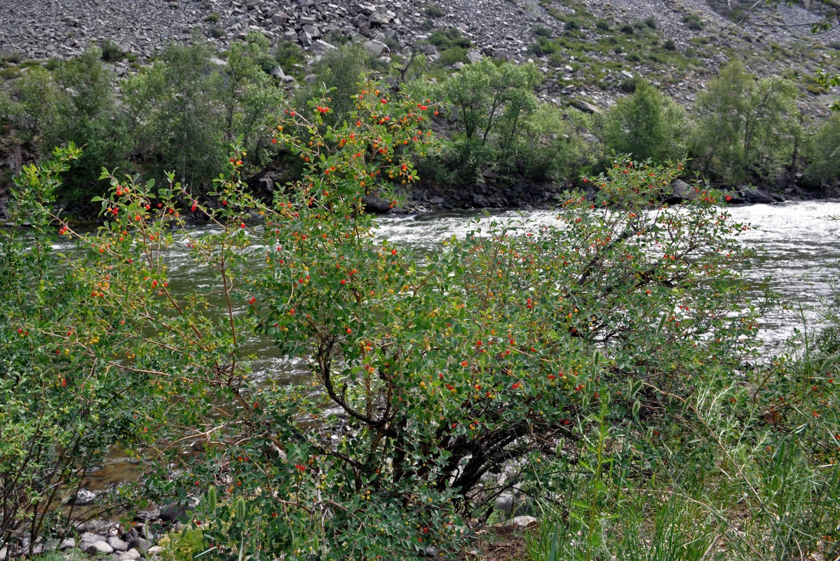 Image of Lonicera microphylla specimen.