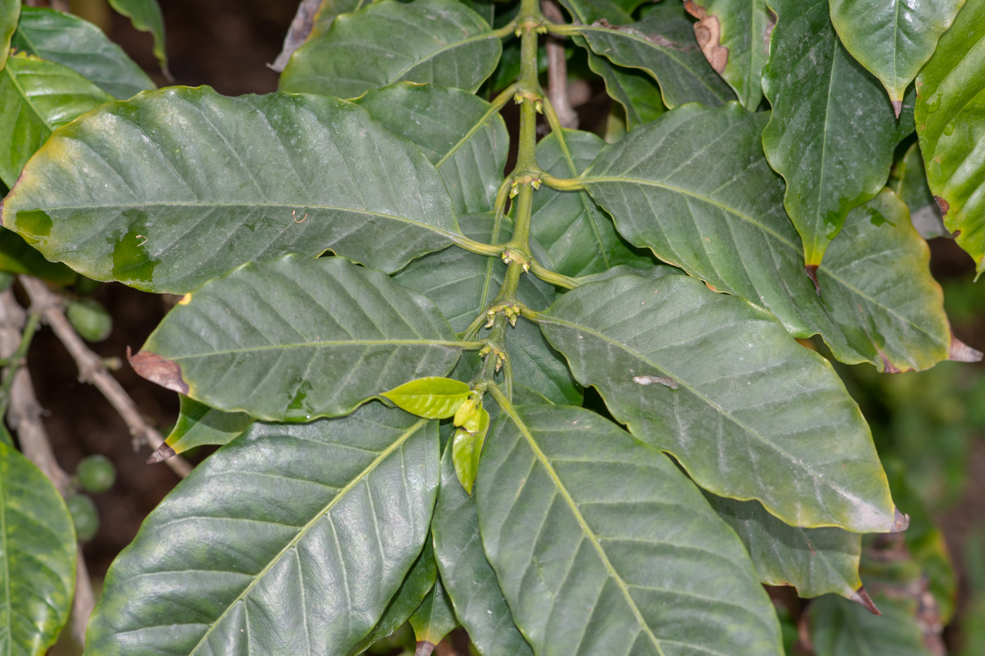 Image of Coffea arabica specimen.