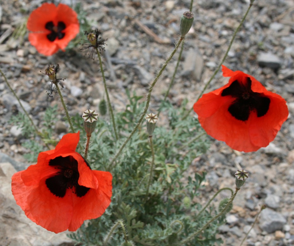 Image of Papaver macrostomum specimen.