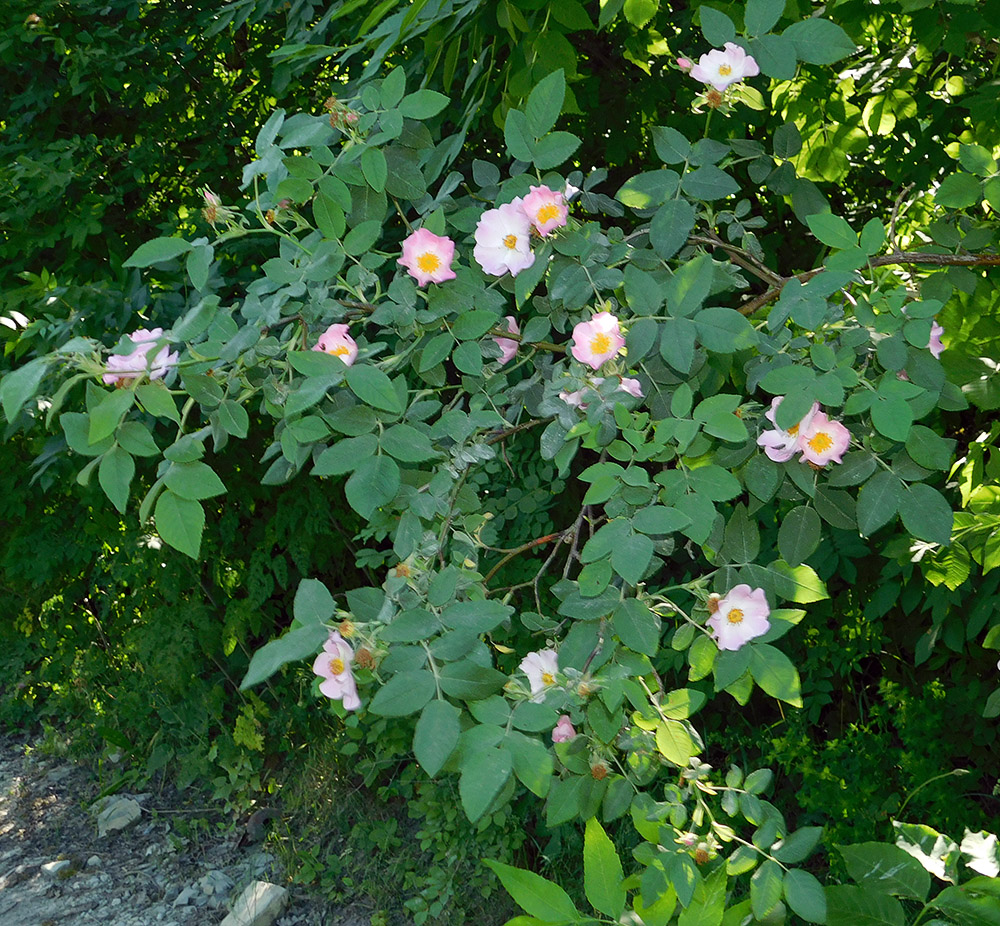 Image of Rosa corymbifera var. tomentosa specimen.