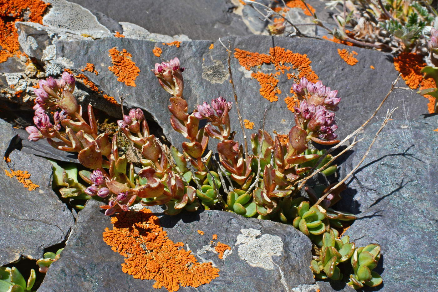 Изображение особи Hylotelephium ewersii.