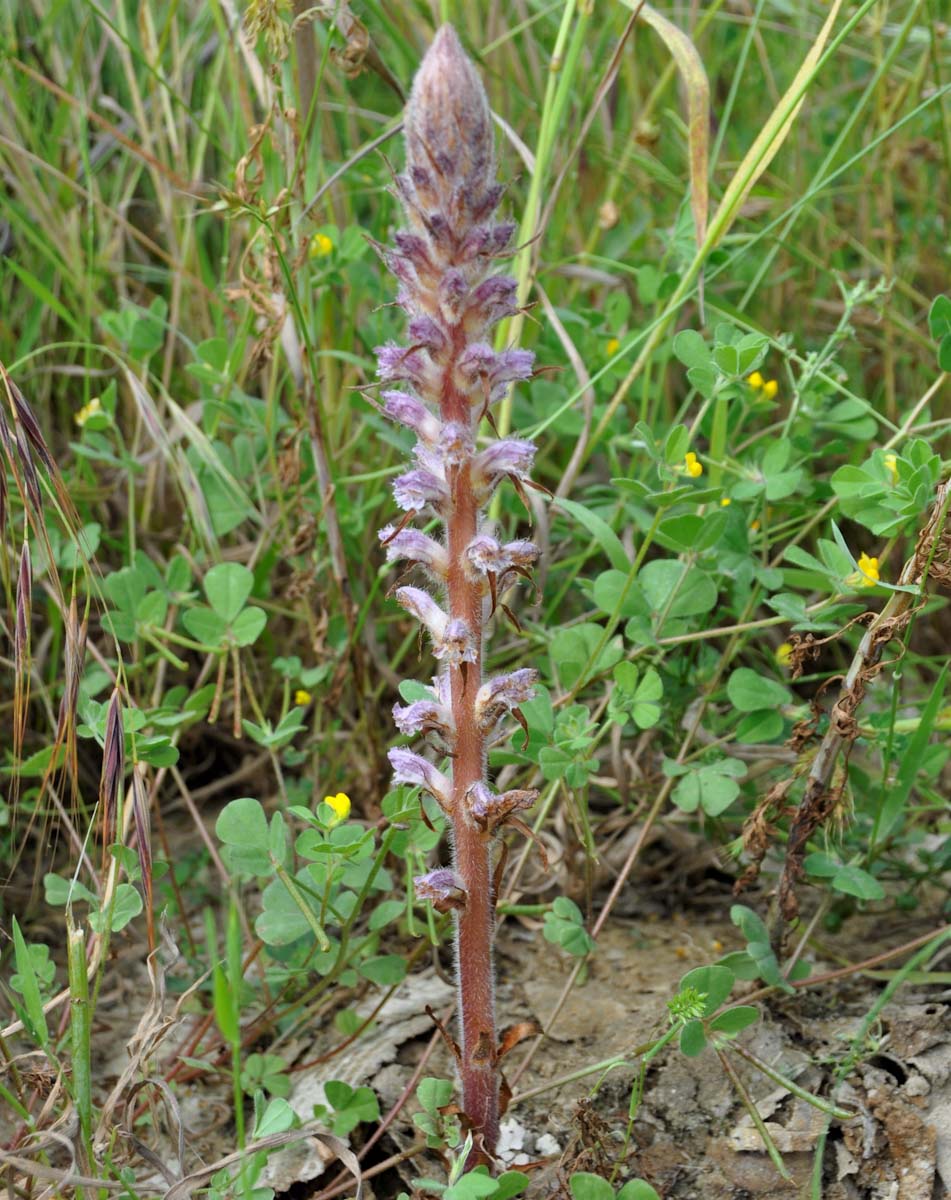 Image of Orobanche pubescens specimen.