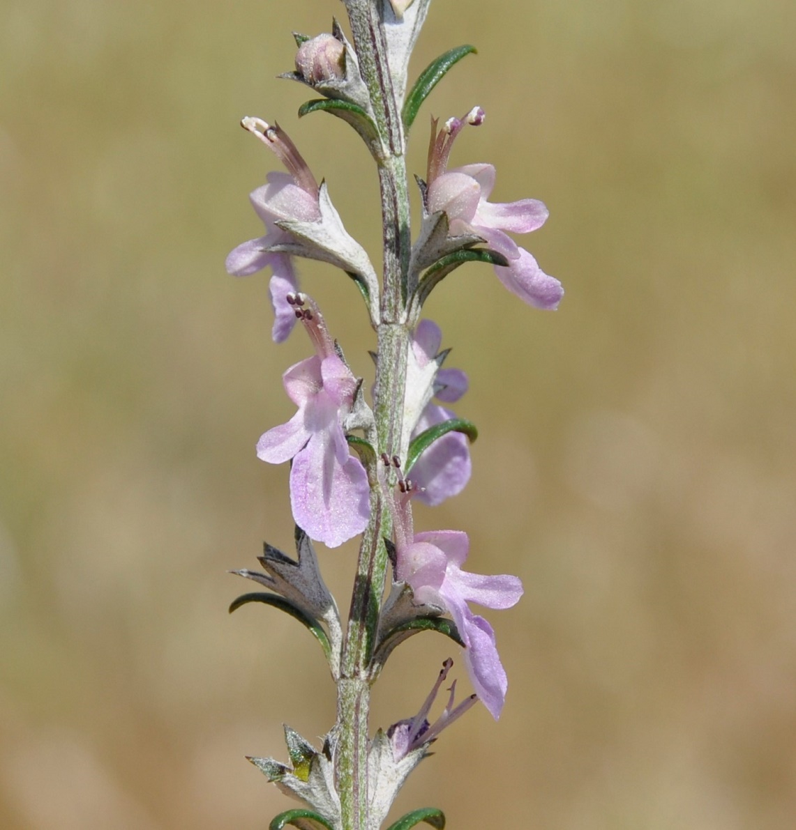 Изображение особи Teucrium creticum.