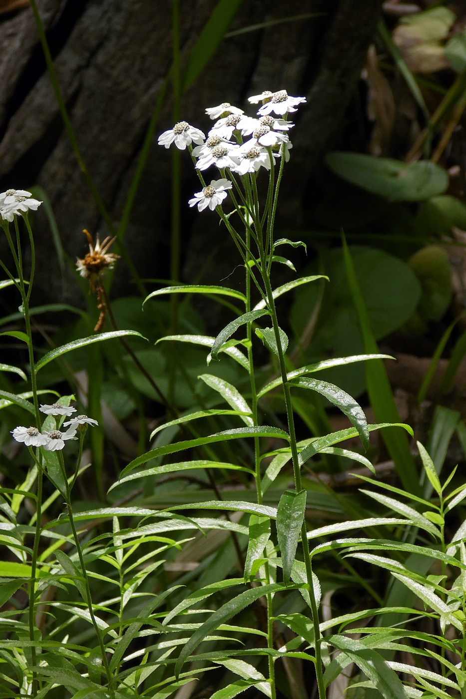 Изображение особи Achillea biserrata.