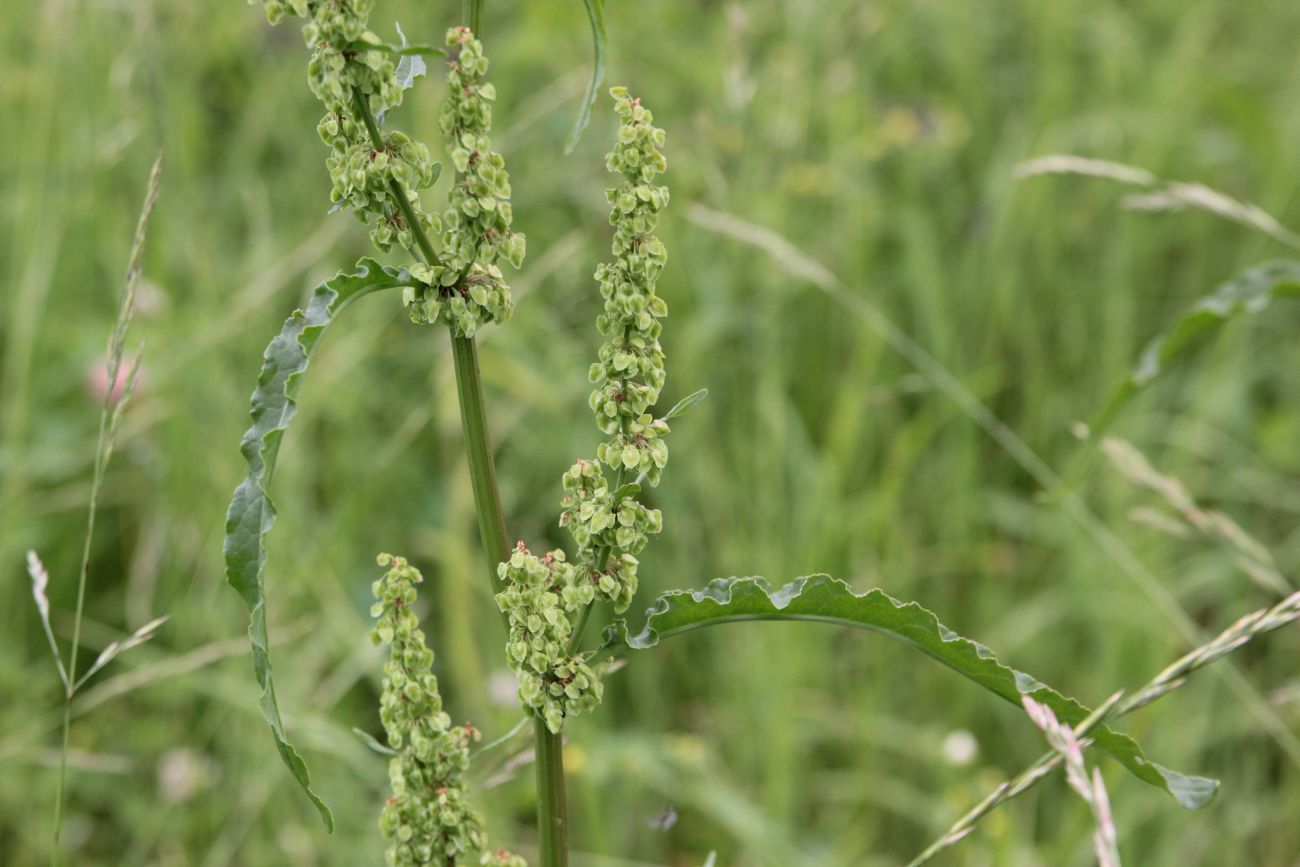 Image of Rumex crispus specimen.