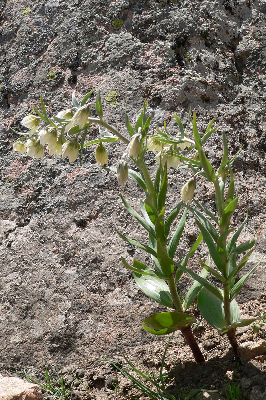 Image of Rhinopetalum bucharicum specimen.