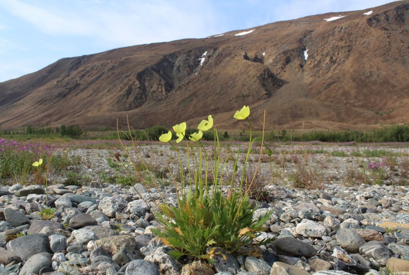 Изображение особи Papaver lapponicum ssp. jugoricum.