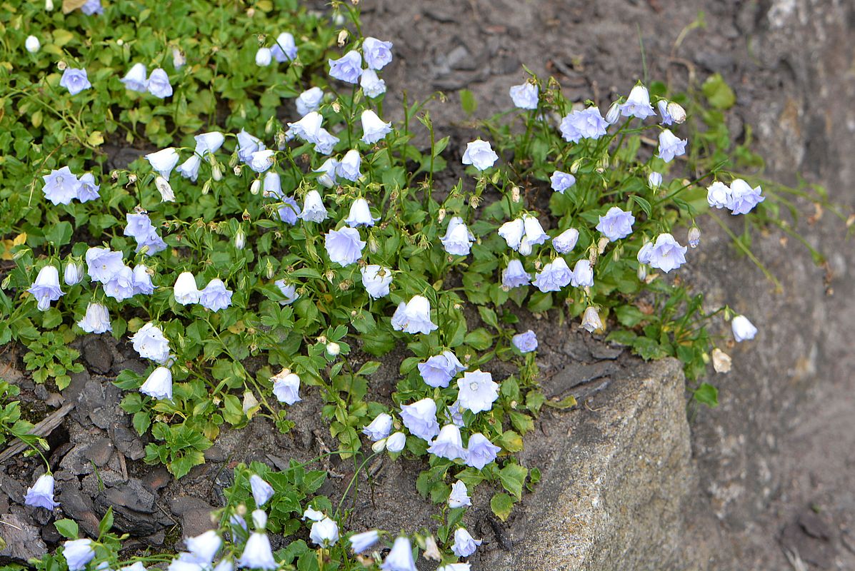 Image of Campanula cochleariifolia specimen.