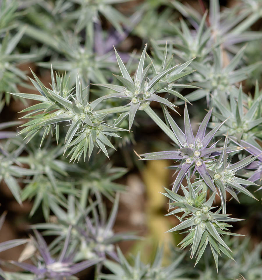 Image of Eryngium pusillum specimen.