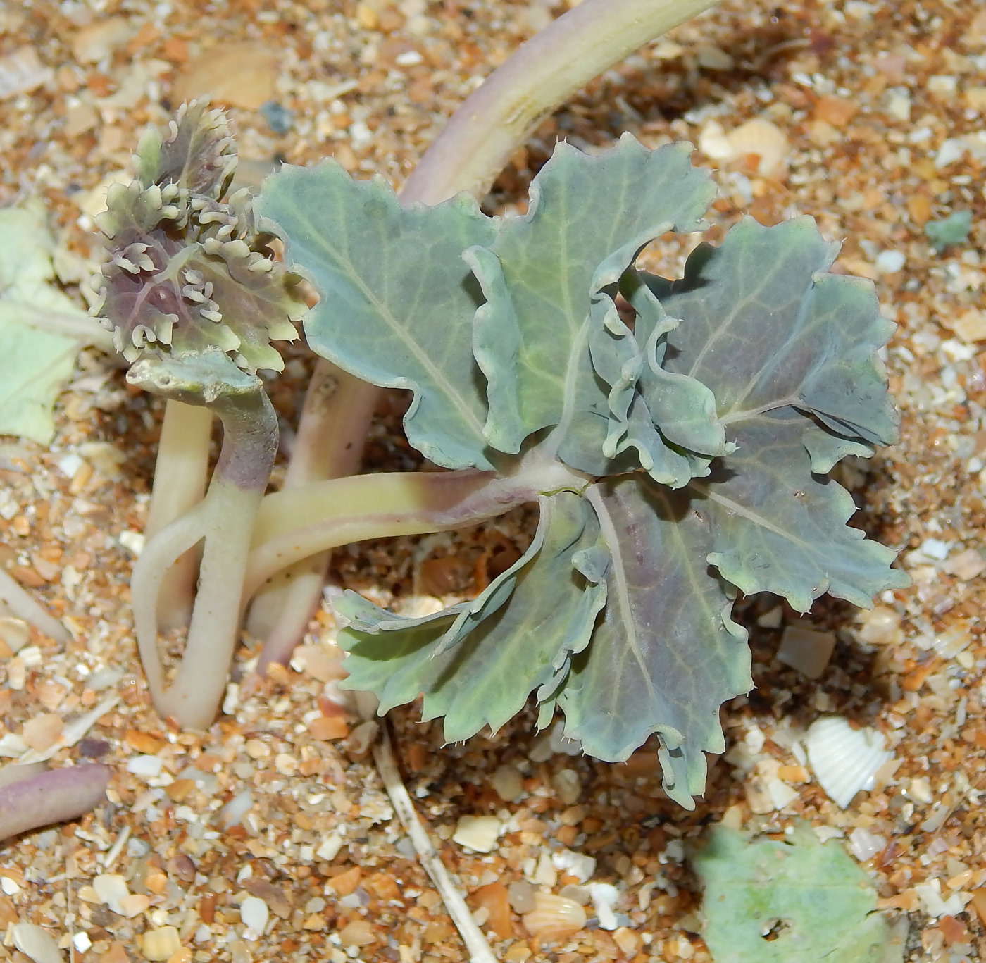 Image of Crambe maritima specimen.