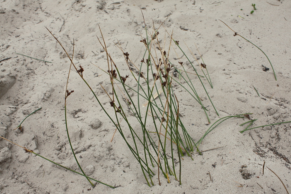 Image of Juncus &times; inundatus specimen.