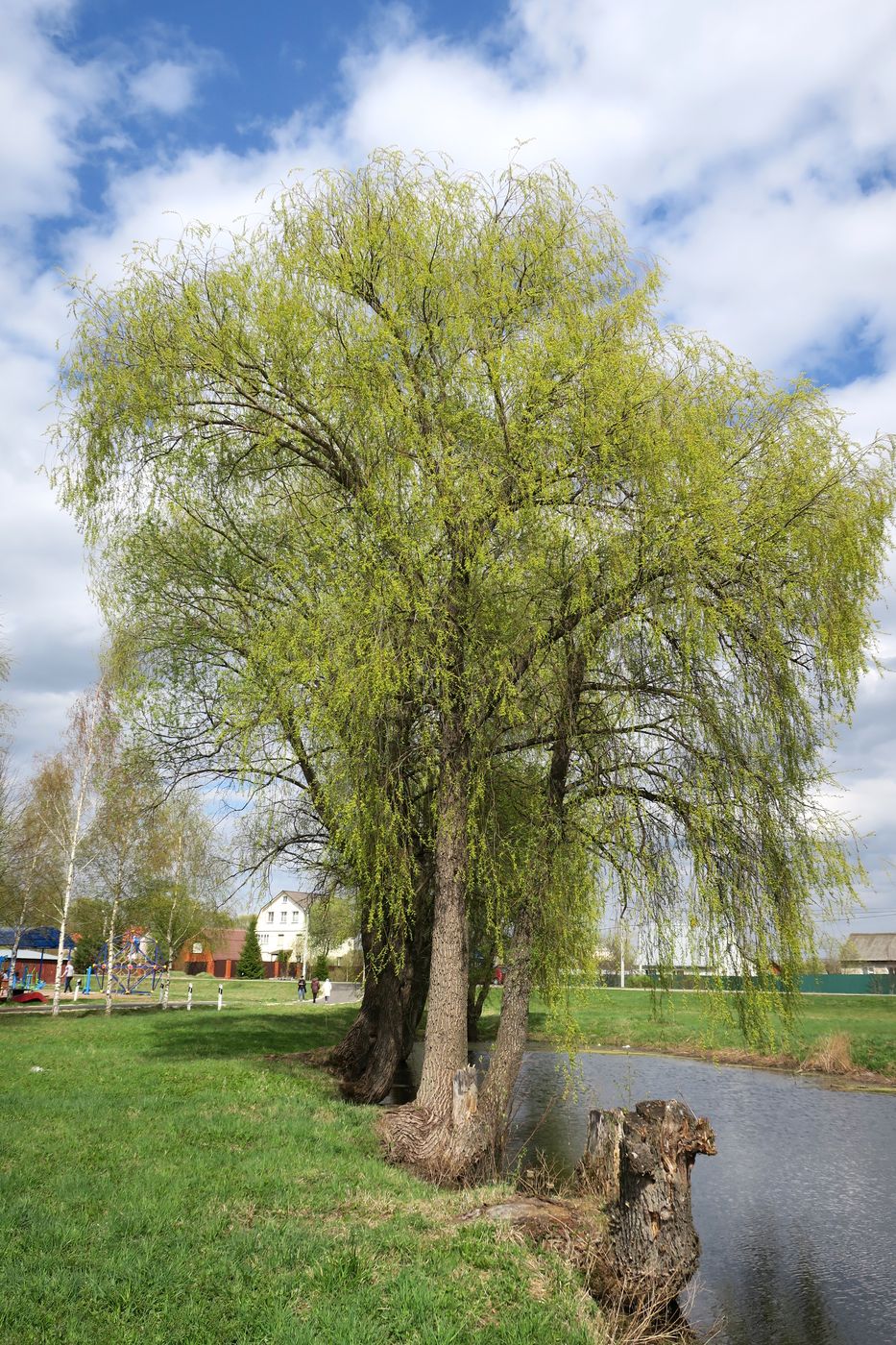 Image of Salix alba specimen.