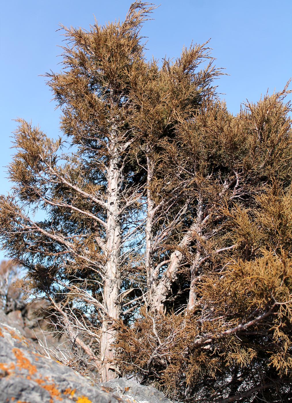 Image of Juniperus seravschanica specimen.