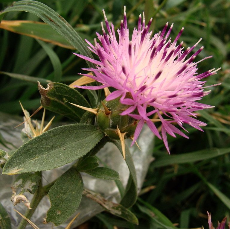 Изображение особи Centaurea iberica.