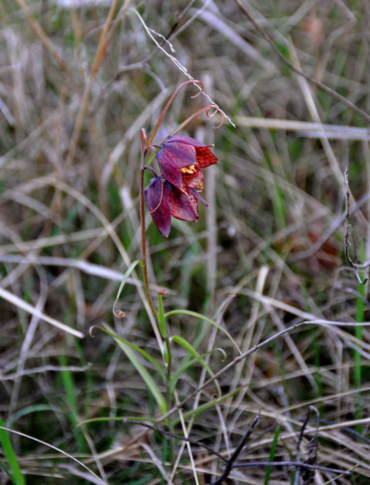 Изображение особи Fritillaria ruthenica.