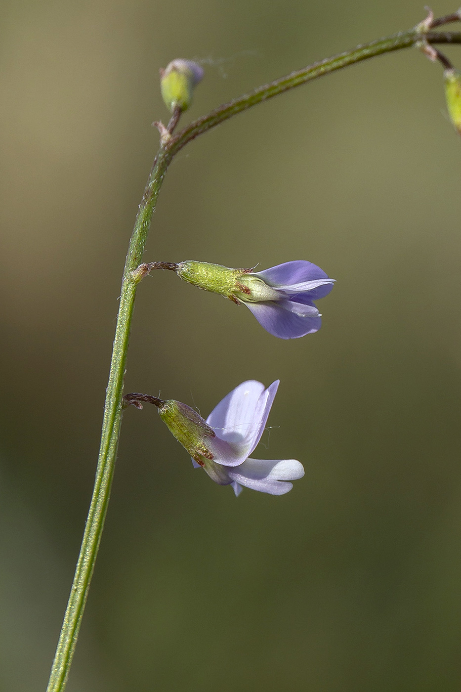 Image of Astragalus austriacus specimen.