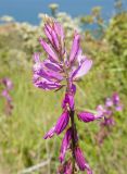 Polygala major. Верхушка соцветия. Крым, Керченский п-ов, Ленинский р-н, окр с. Осовины, мыс Орёл, заросший деревьями Elaeagnus angustifolia и Crataegus обвально-оползневый участок приморского склона. 28.05.2021.