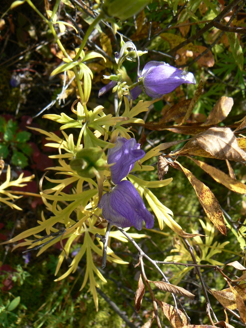 Изображение особи род Aconitum.