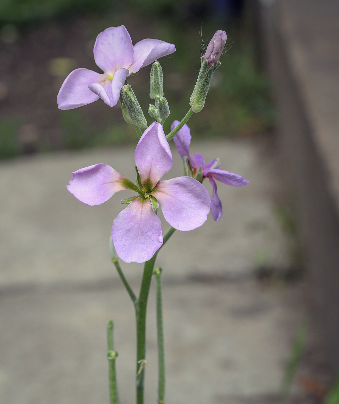 Image of genus Matthiola specimen.