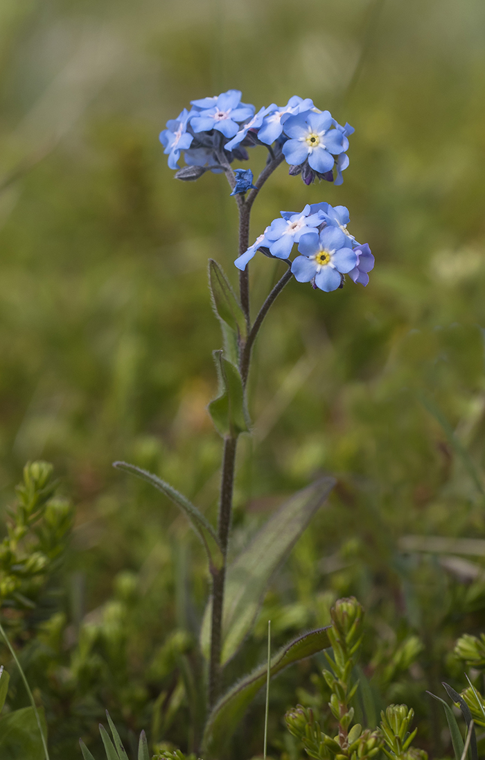 Изображение особи Myosotis asiatica.