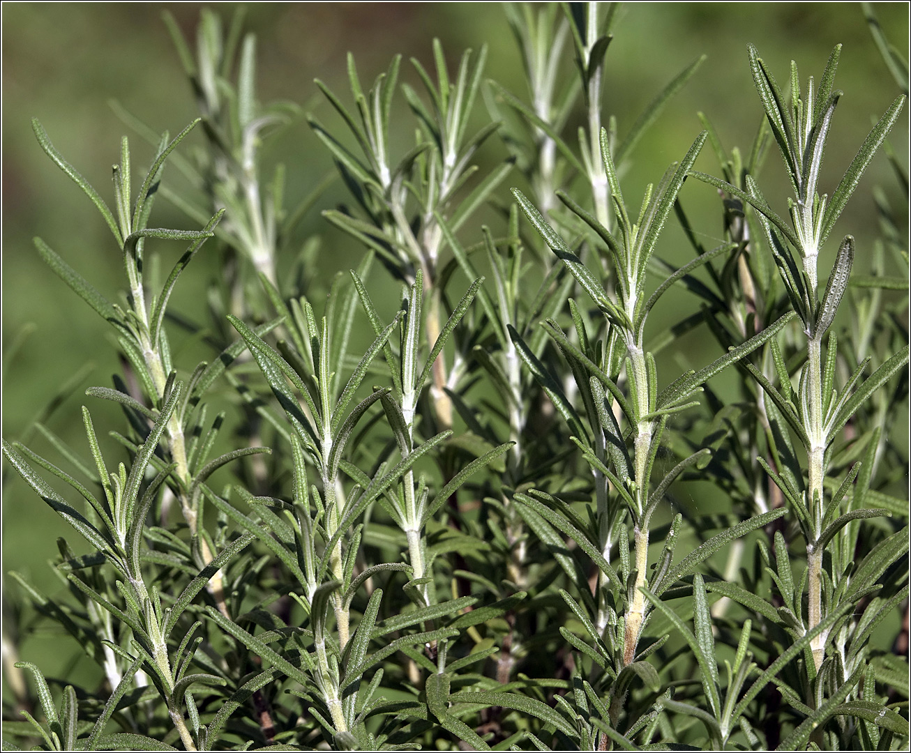 Image of Rosmarinus officinalis specimen.