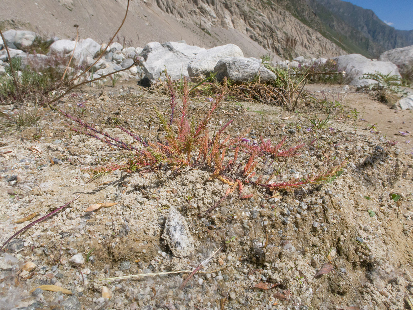 Изображение особи Myricaria bracteata.