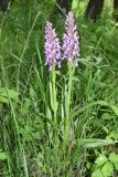 Dactylorhiza umbrosa. Цветущие растения. Узбекистан, Кашкадарьинская обл., Китабский р-н, Китабский государственный геологический заповедник, высота около 1300 м н.у.м., глинистый склон. 08.05.2022.