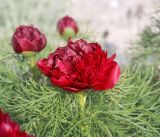 Paeonia tenuifolia