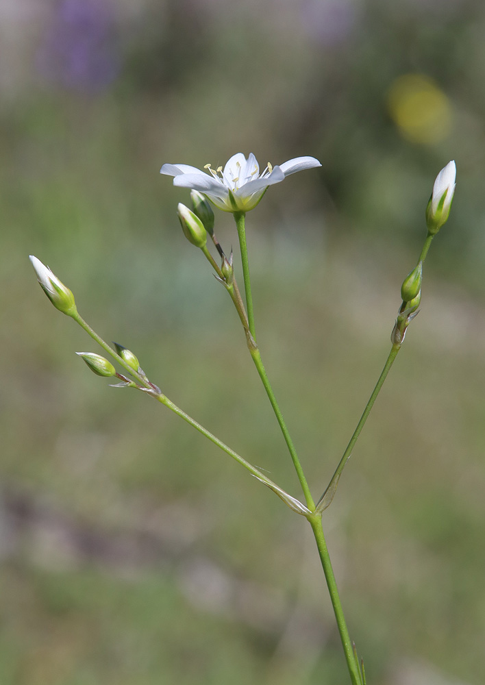 Image of Eremogone holostea specimen.