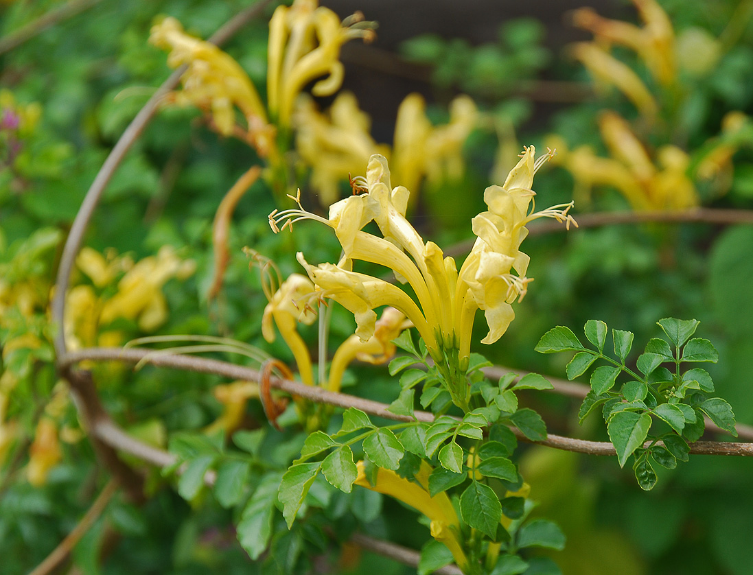 Изображение особи Tecomaria capensis.