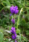 Campanula trautvetteri. Верхушка цветущего растения. Северная Осетия, Пригородный р-н, Какадурский перевал, ≈ 1700 м н.у.м., субальпийский луг. 23.07.2022.