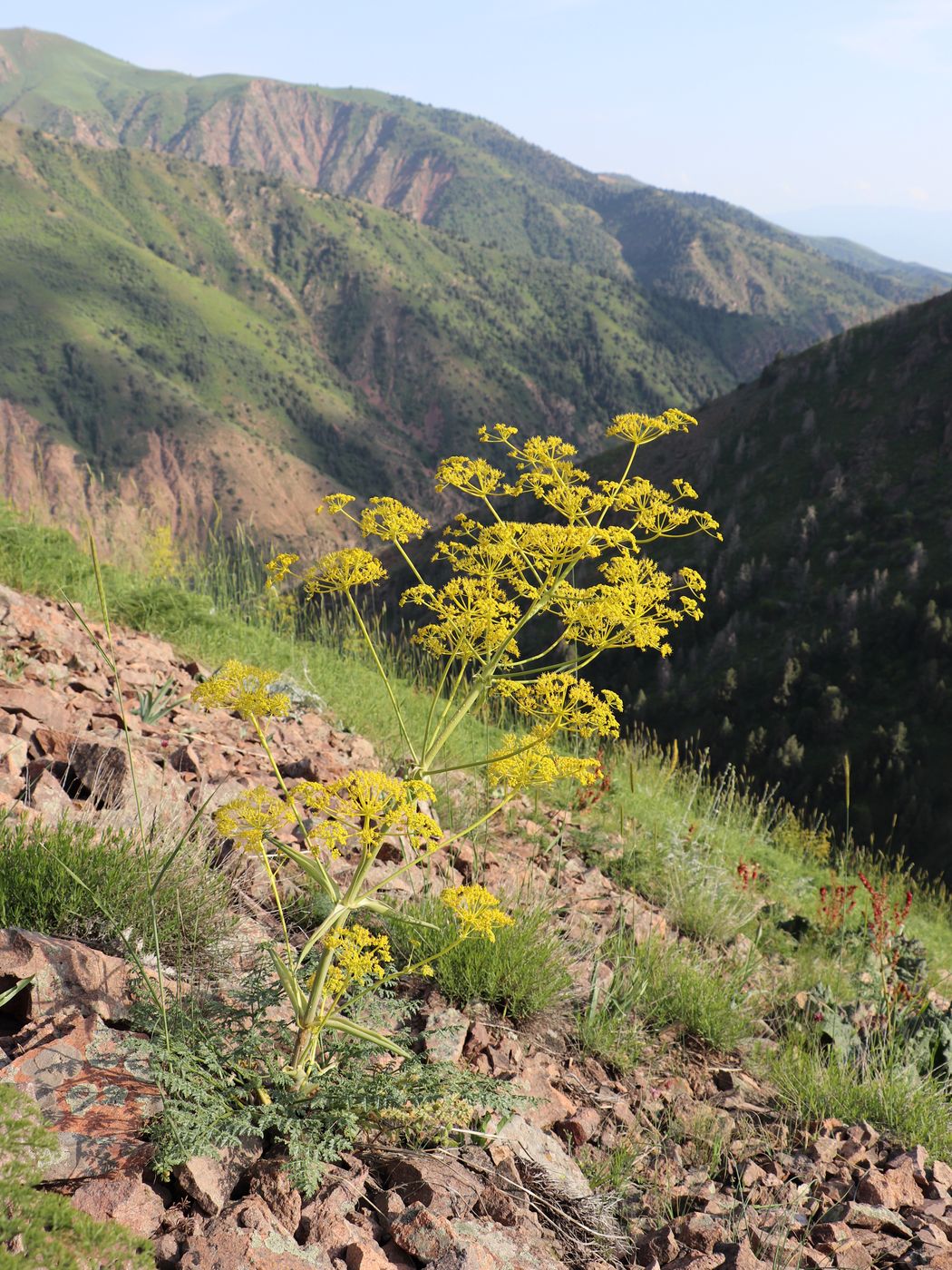 Image of Ferula samarkandica specimen.