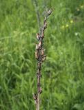 Pedicularis kaufmannii