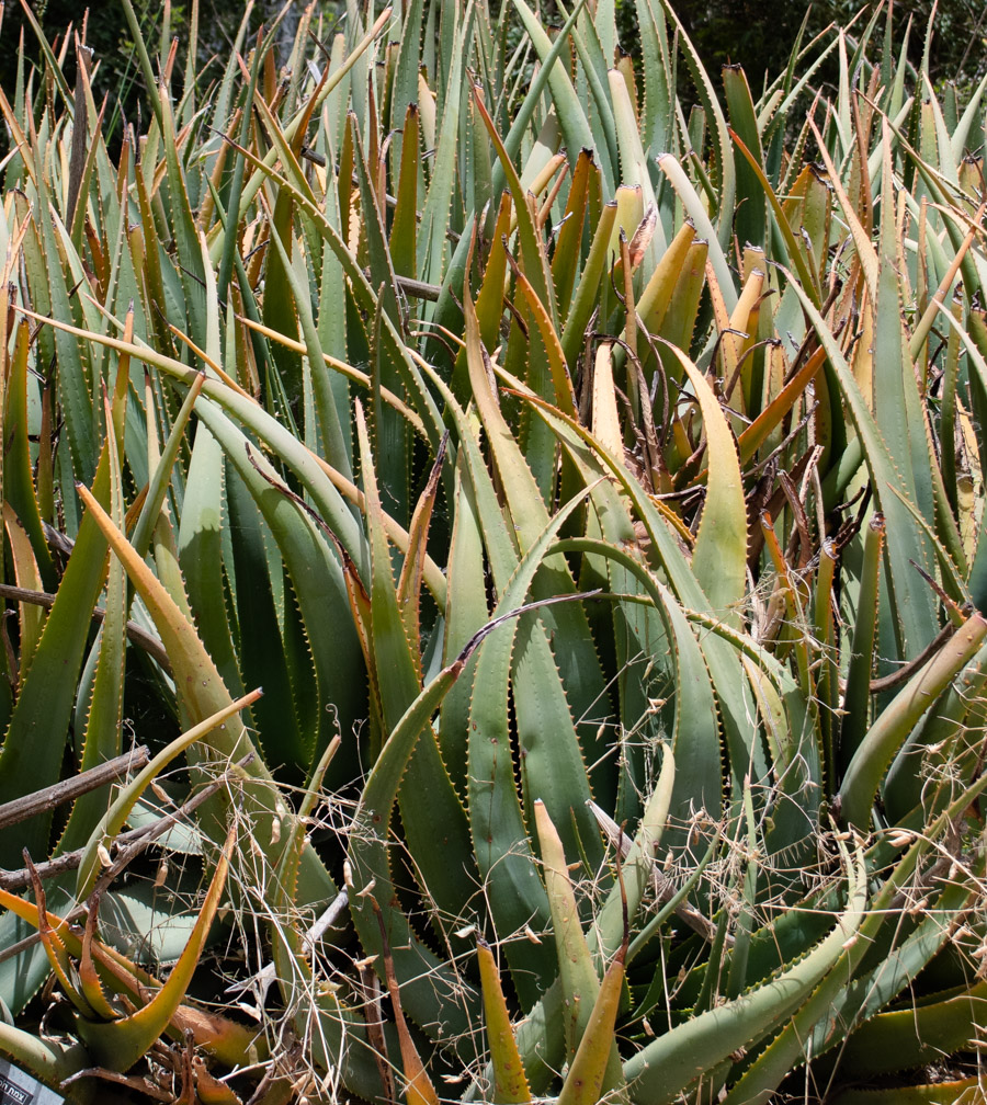 Изображение особи Aloe lutescens.