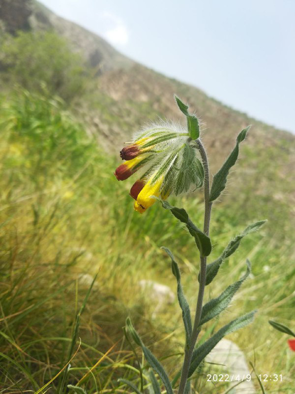 Изображение особи Onosma dichroantha.