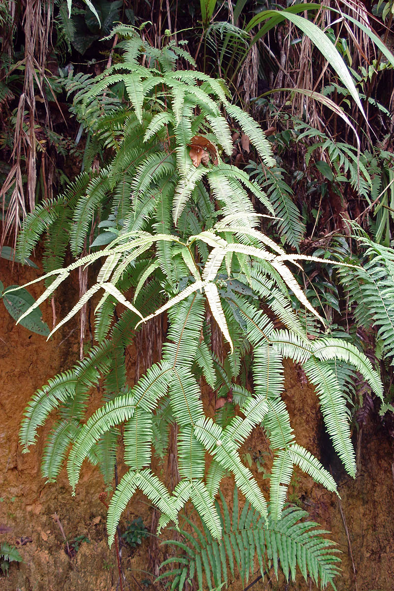 Image of class Polypodiopsida specimen.