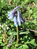 Corydalis emanueli. Цветущее растение на поляне в смешанном лесу. Карачаево-Черкеcия, Зеленчукский р-н, долина р. Ходюк (выс. 1650 м н.у.м.). 02.05.2010.