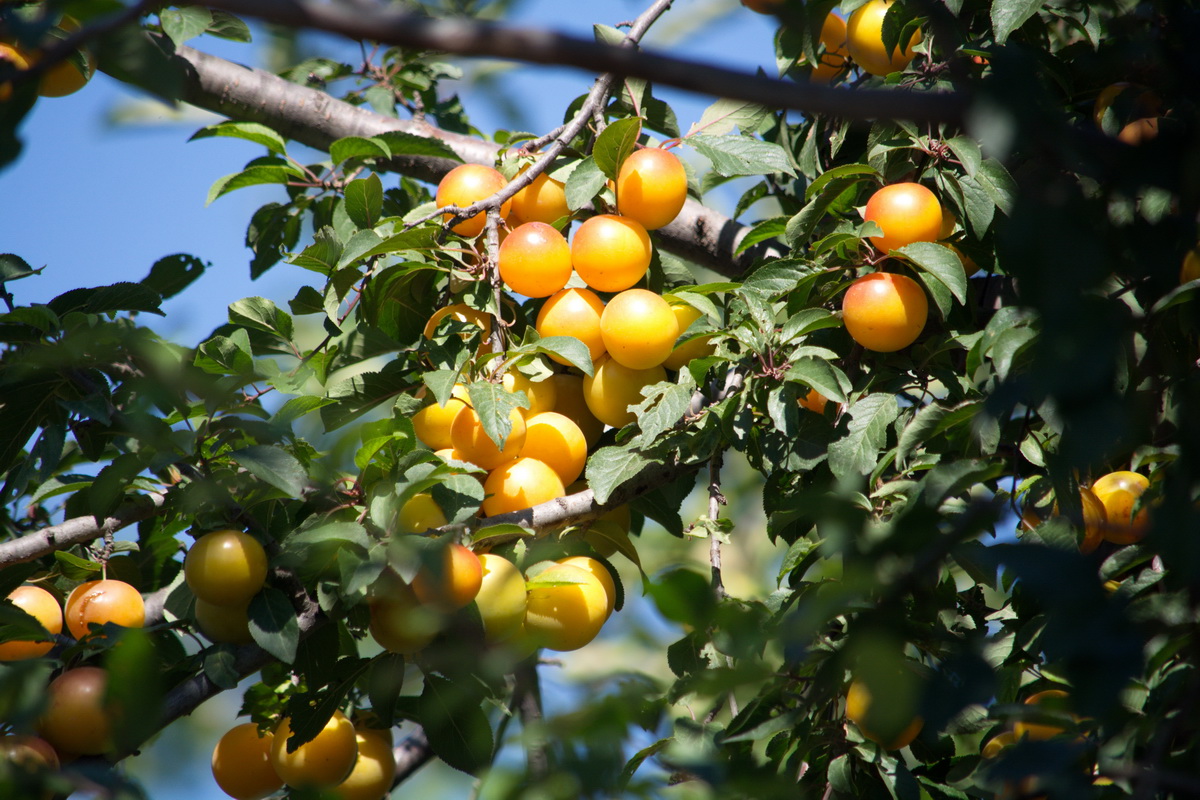 Изображение особи Prunus cerasifera.