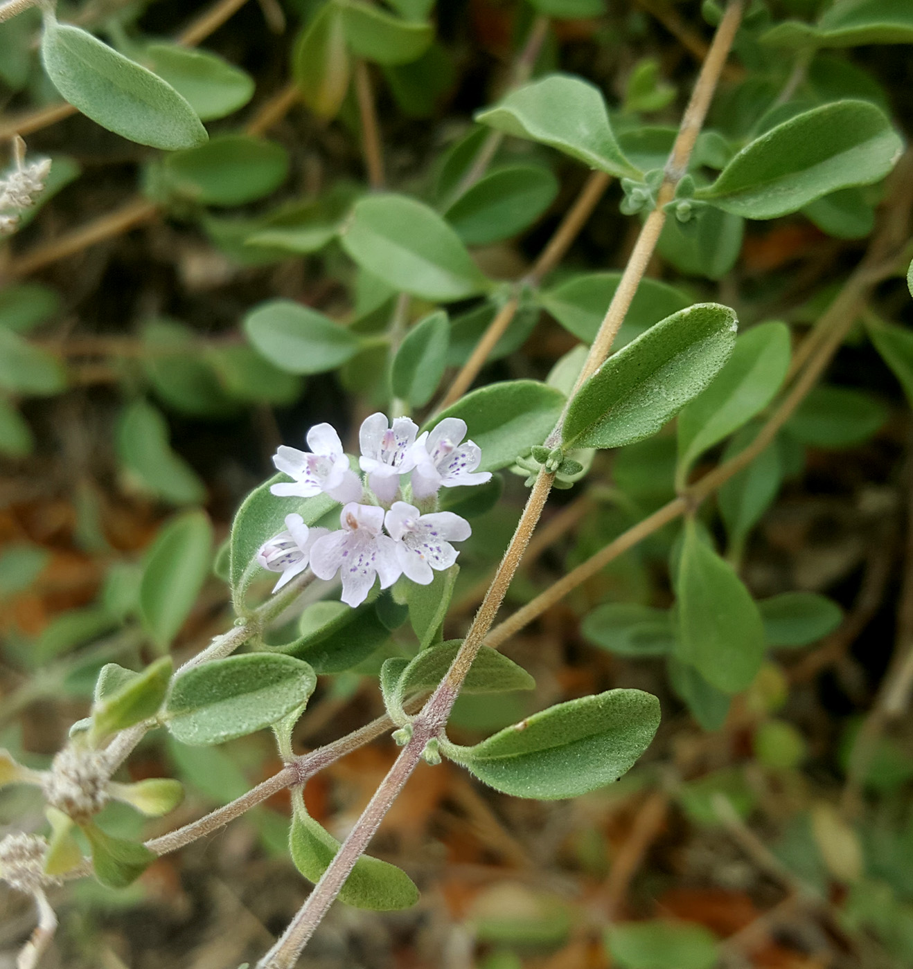 Image of Ziziphora clinopodioides specimen.