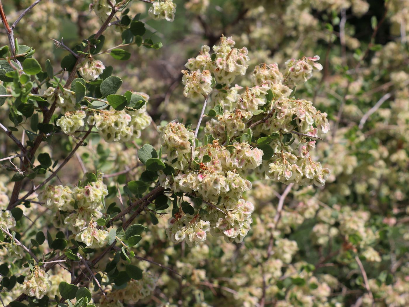 Image of Atraphaxis pyrifolia specimen.