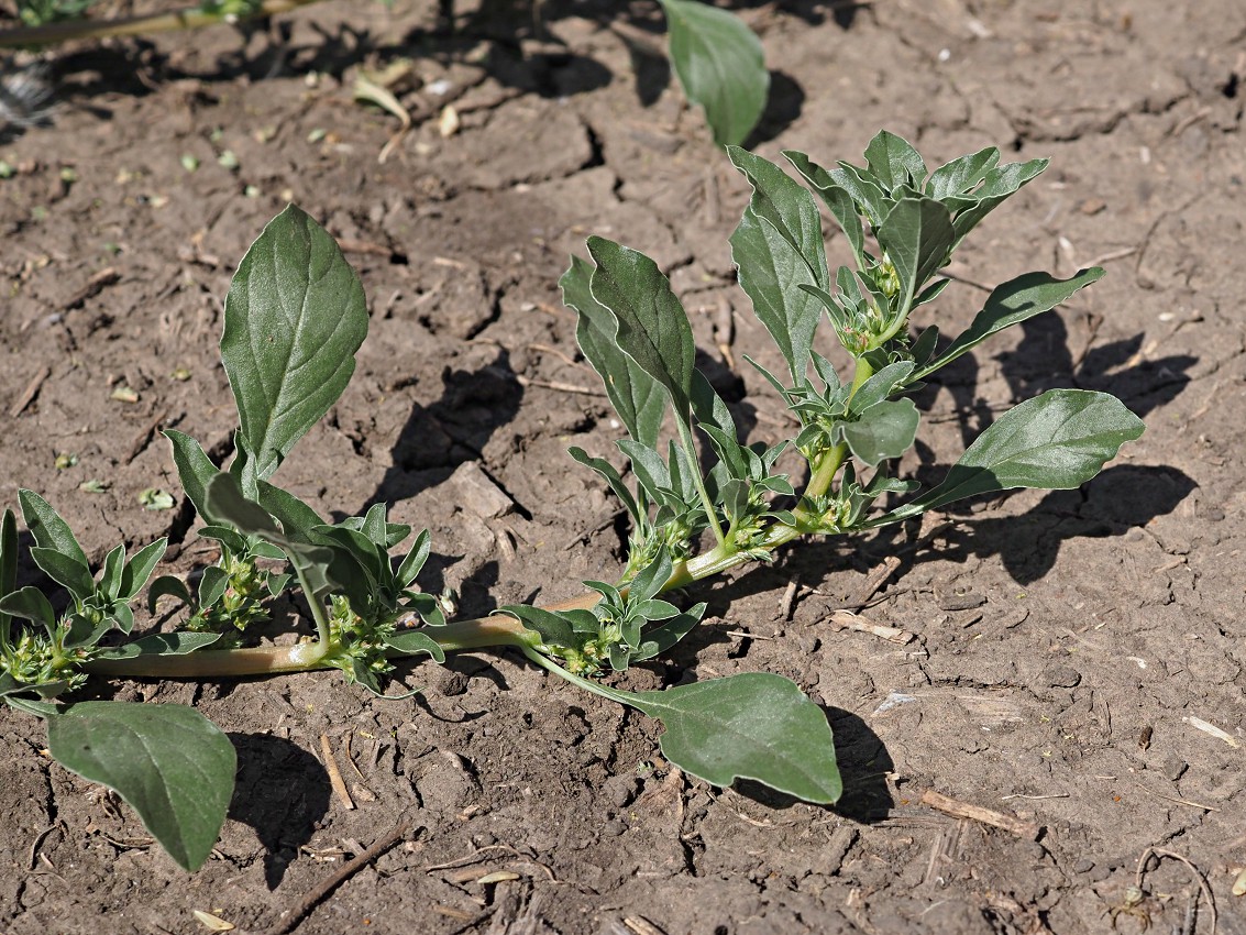 Image of Amaranthus blitoides specimen.