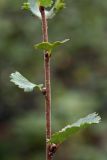 Betula × alpestris. Часть молодого побега. Мурманск, г. Горелая, верхняя граница лесотундры. 08.08.2010.