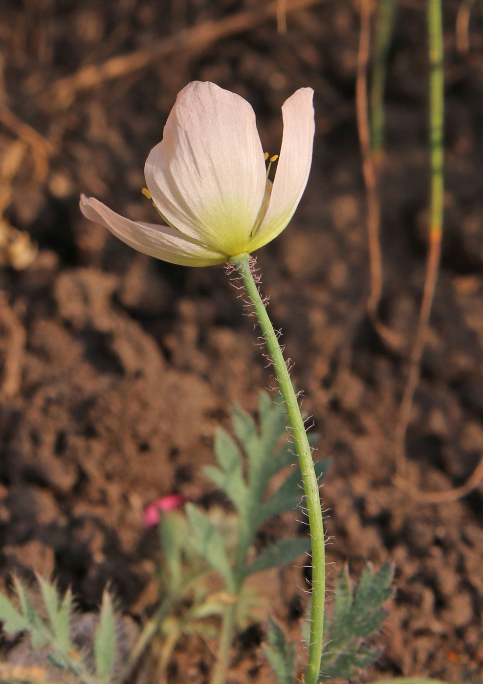 Изображение особи Papaver alboroseum.