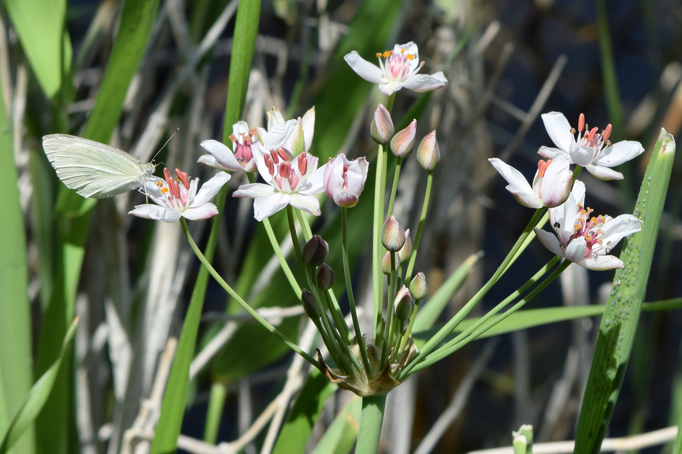 Изображение особи Butomus umbellatus.