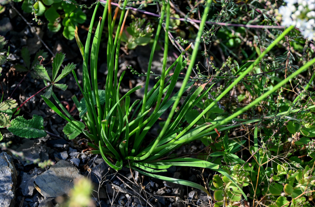 Изображение особи Allium denudatum.