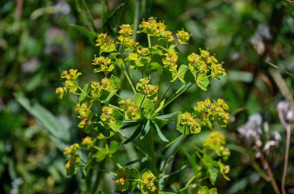 Изображение особи Euphorbia virgata.